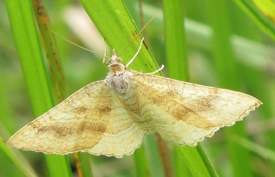 Falena da ID - Camptogramma bilineata